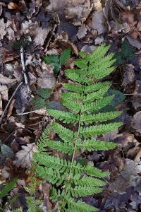<i>Dryopteris filix-mas</i>