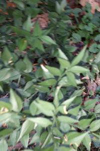 <i>Ruscus aculeatus</i>