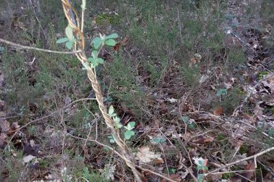 <i>Ligustrum vulgare</i>