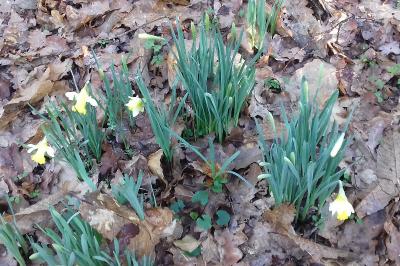 <i>Narcissus pseudonarcissus</i>