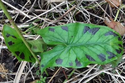 <i>Arum maculatum</i>