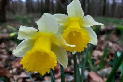 <i>Narcissus pseudonarcissus</i>