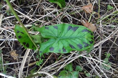 <i>Arum maculatum</i>