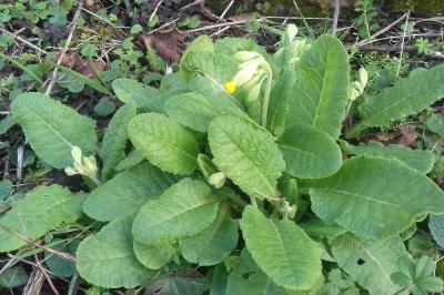 <i>Primula veris</i>