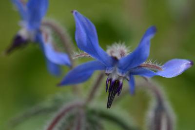 <i>Borago officinalis</i>