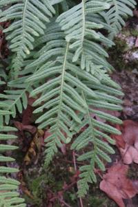 <i>Polypodium vulgare</i>