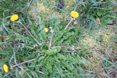 <i>Taraxacum officinale</i>