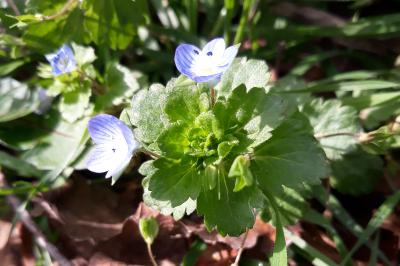 <i>Veronica hederifolia</i>