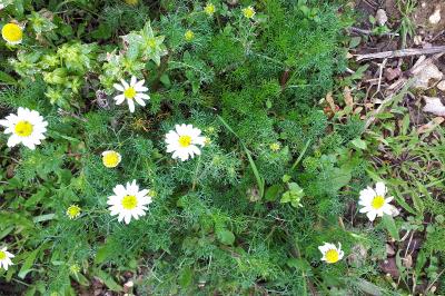 <i>Matricaria chamomilla</i>