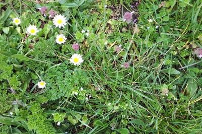 <i>Bellis annua</i>