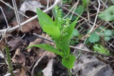 <i>Mercurialis perennis</i>