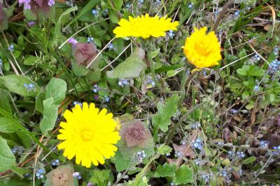<i>Crepis sancta</i>