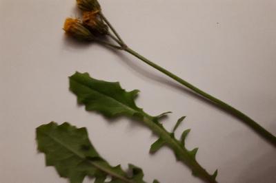 <i>Crepis sancta</i>