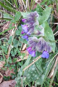 <i>Pulmonaria longifolia subsp. longifolia</i>