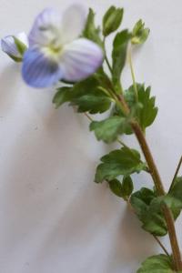 <i>Veronica filiformis</i>