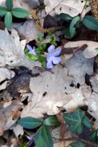 <i>Vinca minor</i>