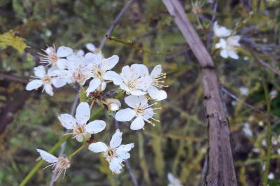 <i>Prunus spinosa</i>