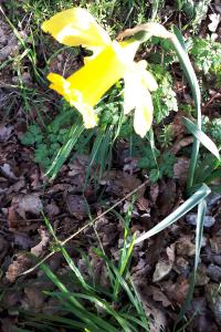 <i>Narcissus pseudonarcissus</i>