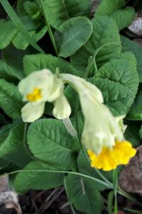 <i>Primula veris</i>