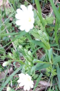 <i>Rabelera holostea</i>