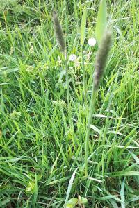 <i>Alopecurus pratensis</i>