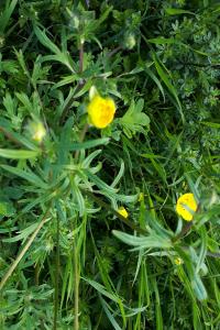 <i>Ranunculus acris</i>