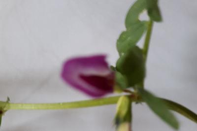 <i>Vicia sativa</i>