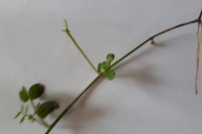 <i>Vicia sativa</i>