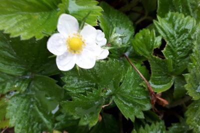 <i>Fragaria vesca</i>