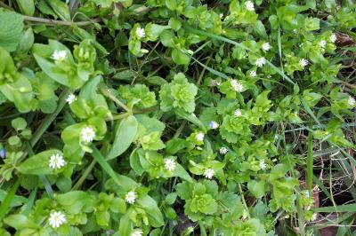 <i>Stellaria media</i>