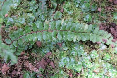 <i>Asplenium trichomanes</i>