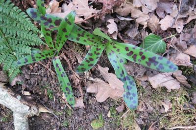 <i>Orchis mascula</i>