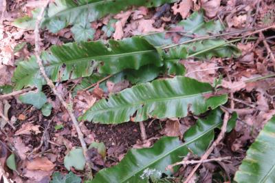 <i>Asplenium scolopendrium</i>