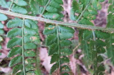 <i>Polystichum setiferum</i>