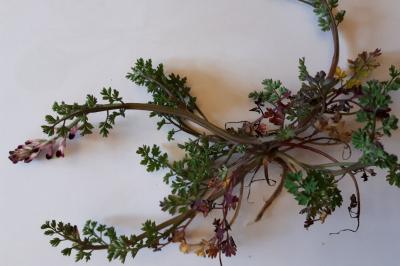 <i>Fumaria officinalis</i>