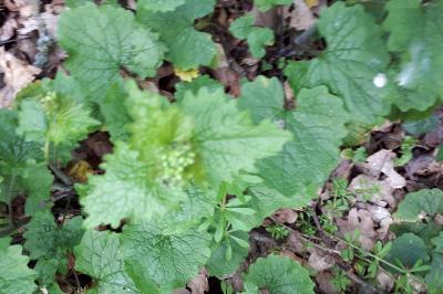 <i>Alliaria petiolata</i>