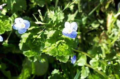 <i>Veronica persica</i>