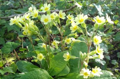 <i>Primula elatior</i>