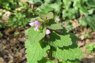 <i>Lamium purpureum</i>
