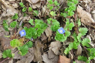 <i>Veronica persica</i>
