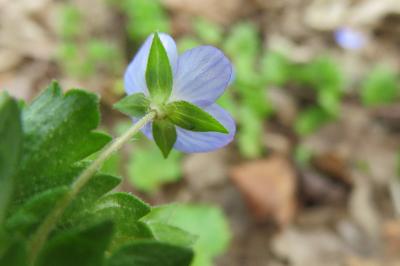 <i>Veronica persica</i>