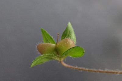 <i>Veronica persica</i>