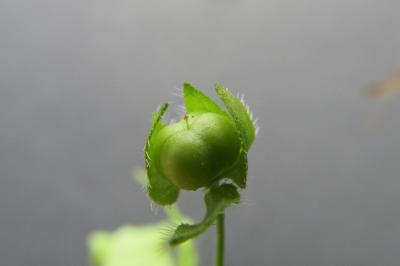 <i>Veronica hederifolia</i>
