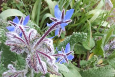 <i>Borago officinalis</i>
