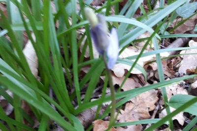 <i>Hyacinthoides non-scripta</i>