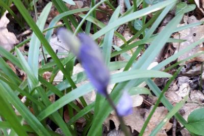 <i>Hyacinthoides non-scripta</i>