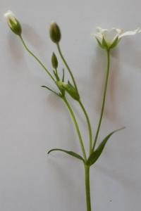 <i>Rabelera holostea</i>