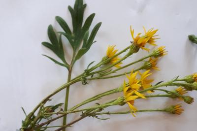 <i>Jacobaea vulgaris</i>