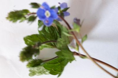 <i>Veronica chamaedrys</i>