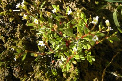 <i>Saxifraga tridactylites</i>